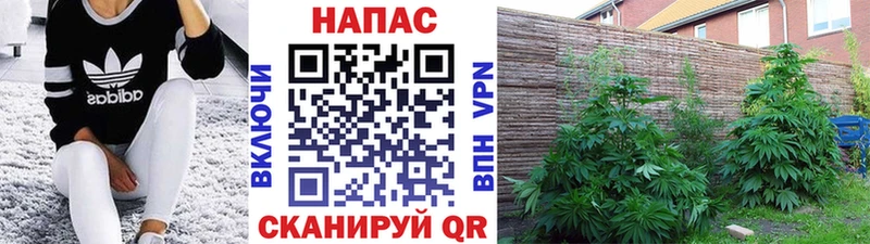 кракен как войти Осташков МАРИХУАНА конопля это наркотические препараты что такое наркотик
